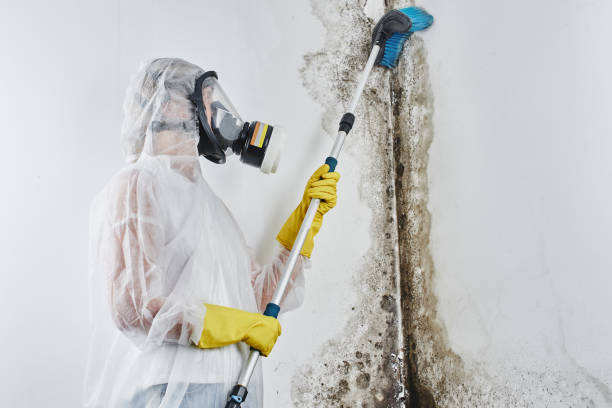 Perham, MN Mold Inspection Company