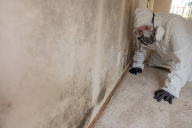 Why You Should Choose Our Mold Remediation Services in Perham, MN