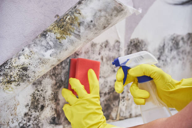 Best Water Damage & Mold Remediation  in Perham, MN