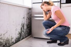 Best Forensic Mold Investigation  in Perham, MN